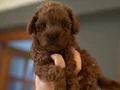 Safkan Toy Poodle Yavruları