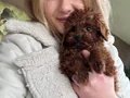 Safkan Toy Poodle Yavruları