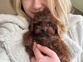 Safkan Toy Poodle Yavruları