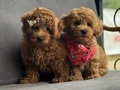 Safkan Toy Poodle Yavruları
