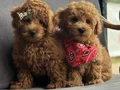 Safkan Toy Poodle Yavruları