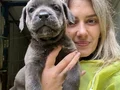 Dev Cane Corso Yavruları