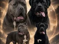 Dev Cane Corso Yavruları