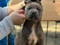Dev Cane Corso Yavruları