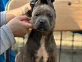 Dev Cane Corso Yavruları