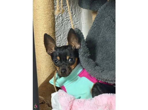 MİNYATÜR PİNSCHERS DİŞİ 1,5 YAŞINDA