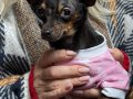Orjinal minyatür pinscher kızımız 1,5 yaşında