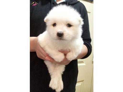 en uygun en kaliteli samoyed
