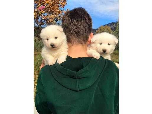 üst kalite Samoyed bebeklerimiz..