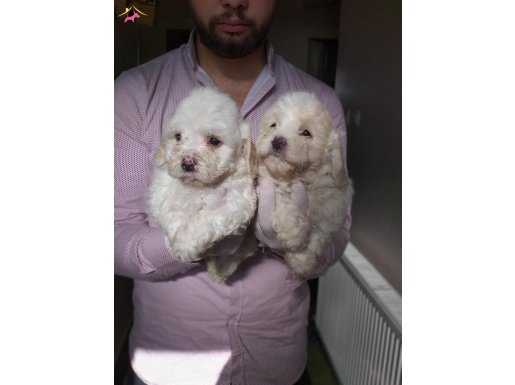 0 Numara Maltese teriyer