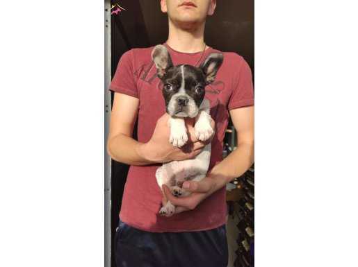 fransız buldog yavrusu