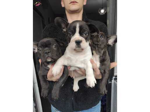 french bulldog yavrumuz.