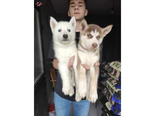Husky Sibirya kurdu yavrularımız..