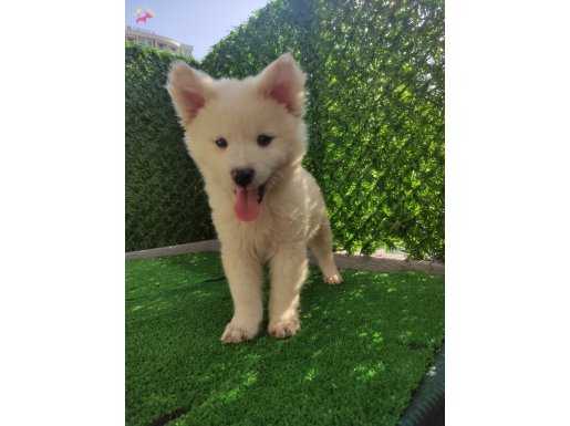 Samoyed yavrularımız