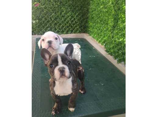 Maskeli french Buldog