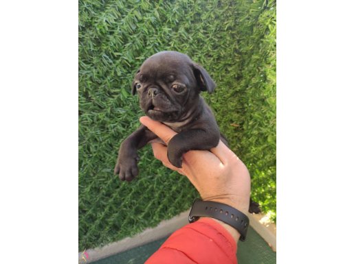 Siyah pug yavrularımız 
