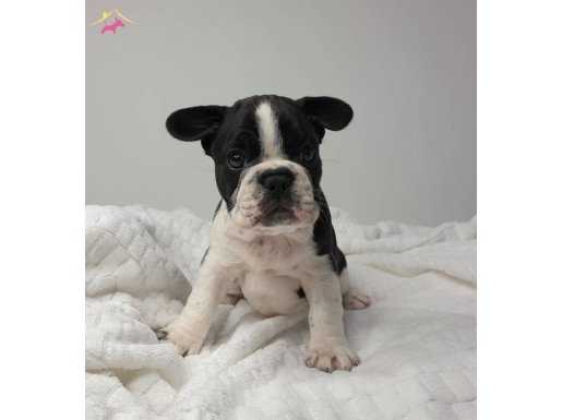 French Buldog yavruları