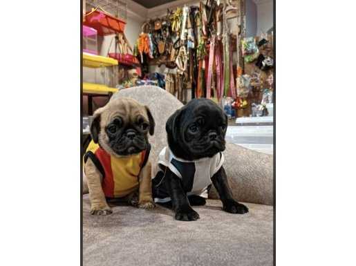 Pug mops yavrularımız 