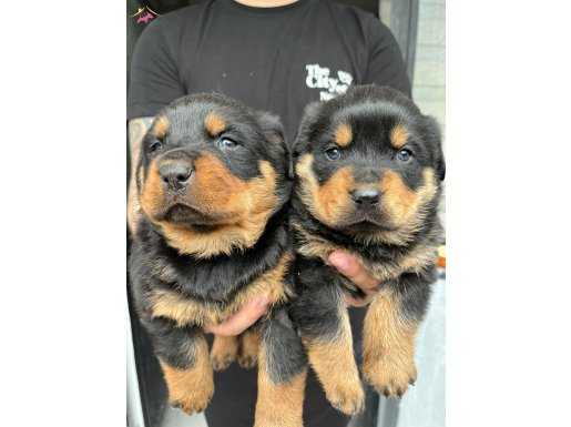 Koca kafalı macar rottweiler yavruları 