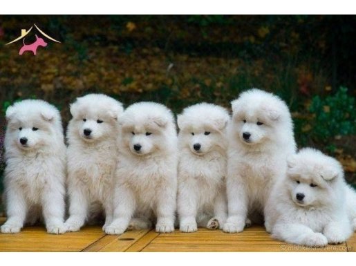 Samoyed bebeklerimiz