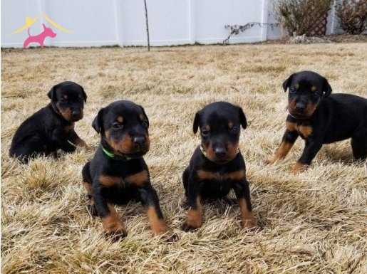 kaliteli doberman bebekler