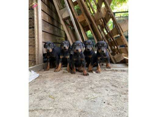 Doberman yavrular 