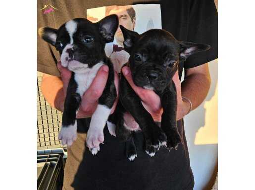 Kaliteli french buldog 