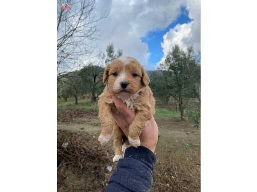 A kalite maltipoo yavrular 