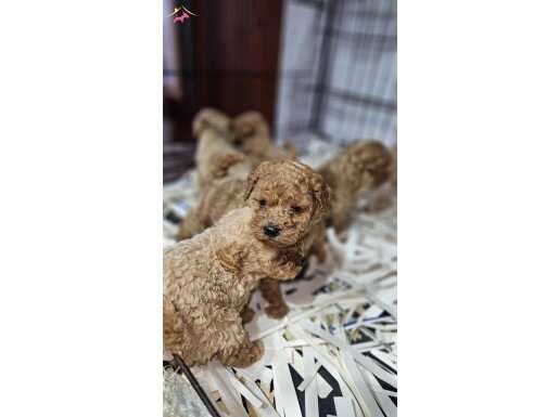 Üst kalite toy poodle yavrularımız