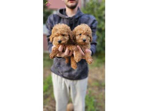 ev üretimi toy poodle yavrular.