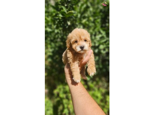 ÜST KALİTE MALTİPOO YAVRULAR