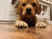 Amerikan cocker yavrusu