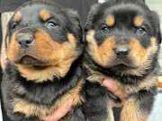 Koca kafalı macar rottweiler yavruları 