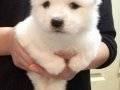en uygun en kaliteli samoyed