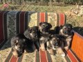 çok kaliteli alman kurdu yavruları 