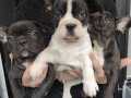 french bulldog yavrumuz.