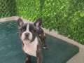 En kaliteli French Buldog
