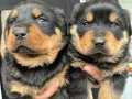 Koca kafalı macar rottweiler yavruları 