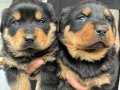 Koca kafalı macar rottweiler yavruları 