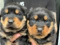 Koca kafalı macar rottweiler yavruları 