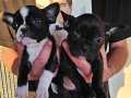 Kaliteli french buldog 