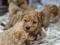 Üst kalite toy poodle yavrularımız