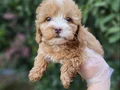 A Kalite Maltipoo