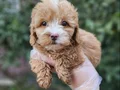 A Kalite Maltipoo