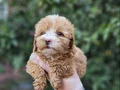 A Kalite Maltipoo