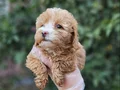 A Kalite Maltipoo