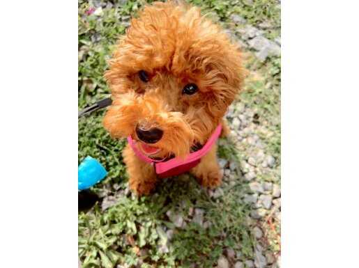 Tuvalet eğitimli temel komutları almış aşısı tam dişi