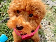 Tuvalet eğitimli temel komutları almış aşısı tam dişi