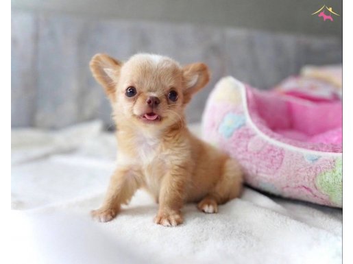 SAFKAN MİNİ XXS LONGHAIR CHIHUAHUA WX EĞİTİMLİ 