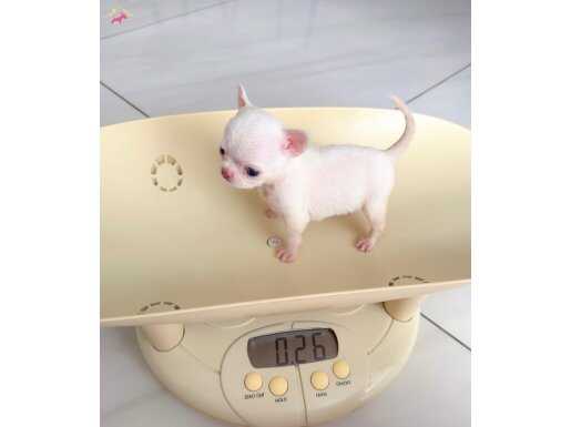 XXS MİNİ APPLE FACE WC EĞİTİMLİ ( DAHA MİNİĞİ YOK)